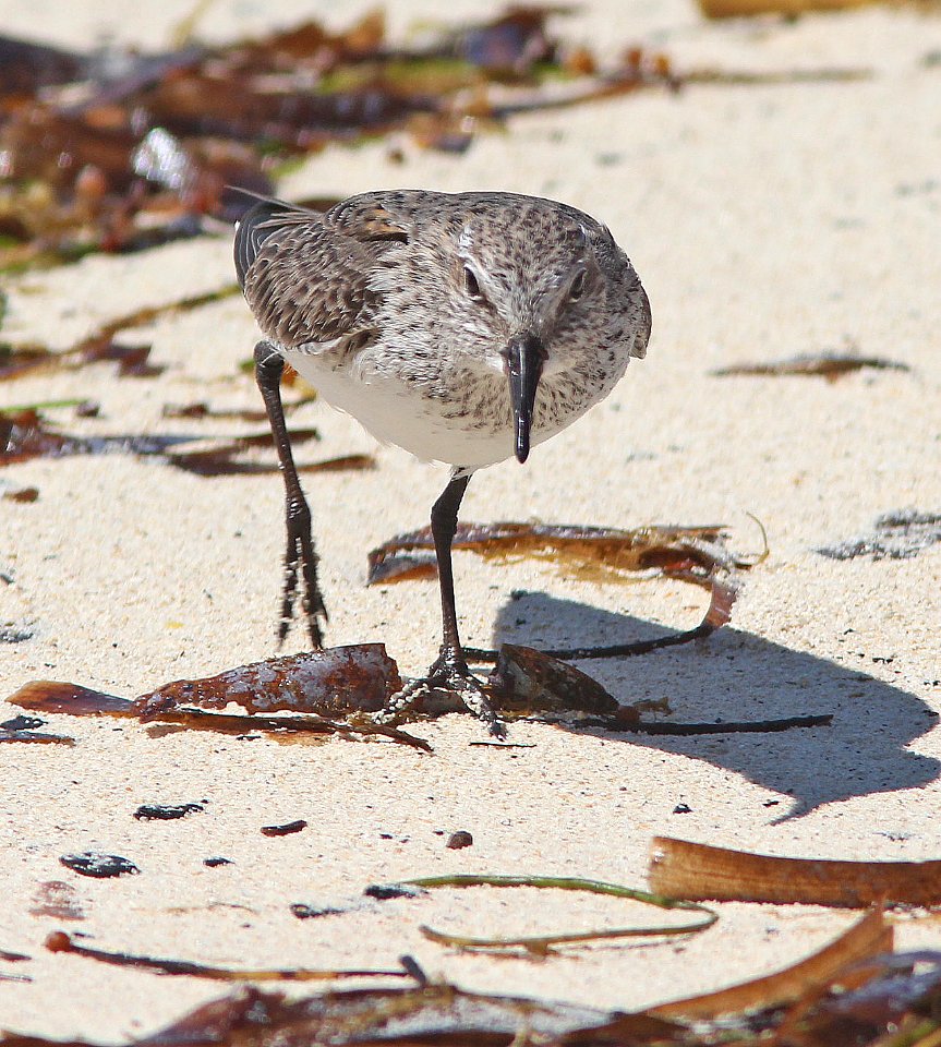 318 - WHITE-RUMPED SANDPIPER (5-4-14) dry tortugas, monroe co, fl -05