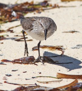 318 - WHITE-RUMPED SANDPIPER (5-4-14) dry tortugas, monroe co, fl -05
