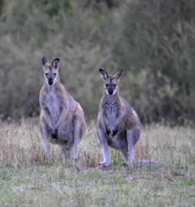 Red-necked wallabies