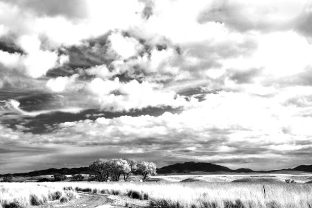 AZ - SAN RAFAEL VALLEY GRASSLANDS, SE of Patagonia, scc (12) photo