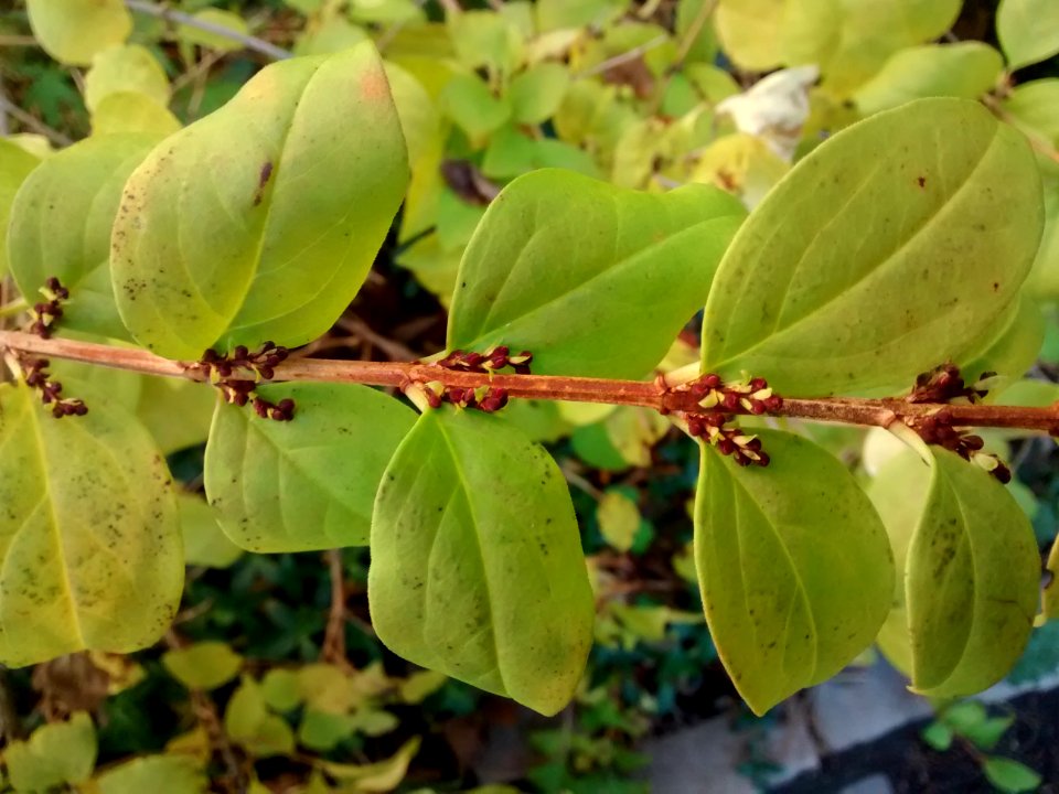 Abeliophyllum leaves