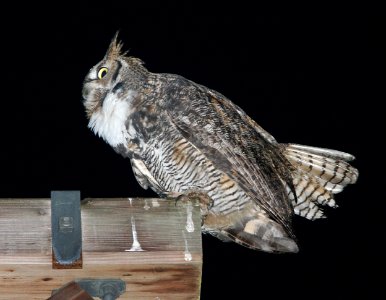 OWL, GREAT-HORNED (9-25-08) canet rd -2