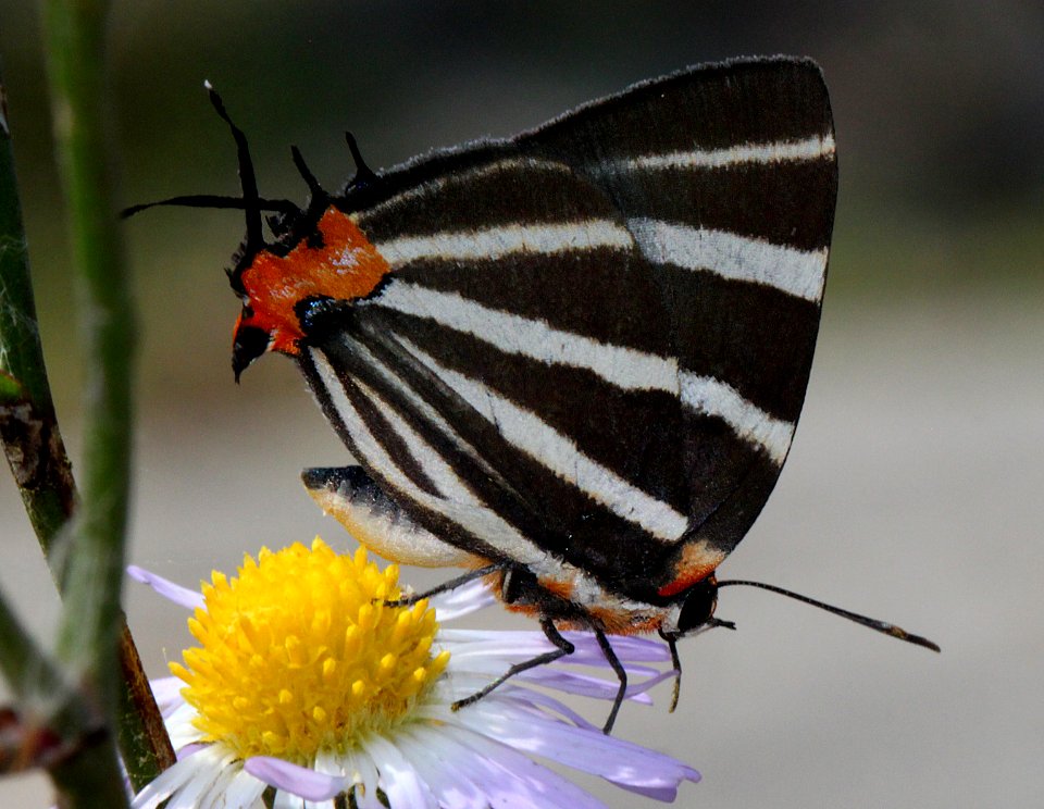 ZEBRA HAIRSTREAK (Panthiades bathildis) (11-18-13) 4th north american record, male, road end at river, salineno, starr co, tx -02