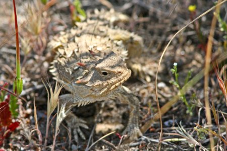 HORNED LIZARD, COAST (phrynosoma coronatum) (4-22-08) sucito ranch, carrizo plain nat mon, slo co, ca -02