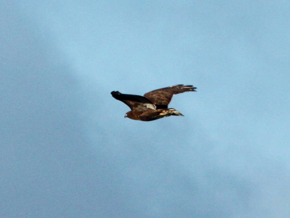 HAWK, RED-TAILED (1-14-10) dark-phase, carrizo plain, slo co, ca .02