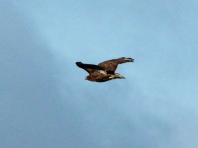 HAWK, RED-TAILED (1-14-10) dark-phase, carrizo plain, slo co, ca .02