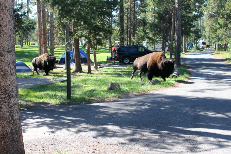 Bison walking through Norris Campground