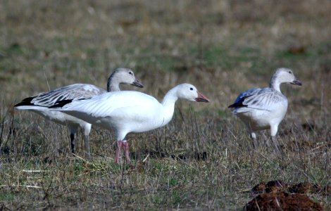 GOOSE, SNOW (11-14-08) san bernardo rd, morro bay, slo co, ca -02