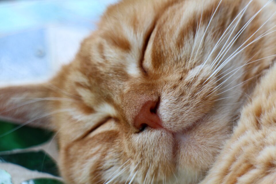 Cat face animal world mieze
