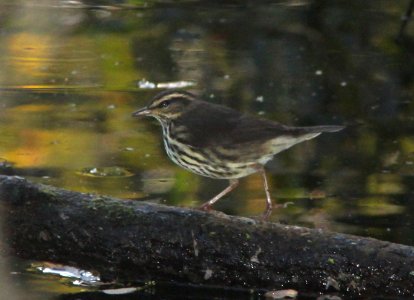 WATERTHRUSH, NORTHERN (10-5-09) oceano c g -01