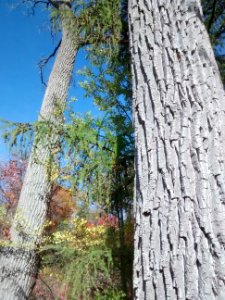 Cottonwood bark (Populus deltoides)