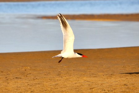 Caspian tern
