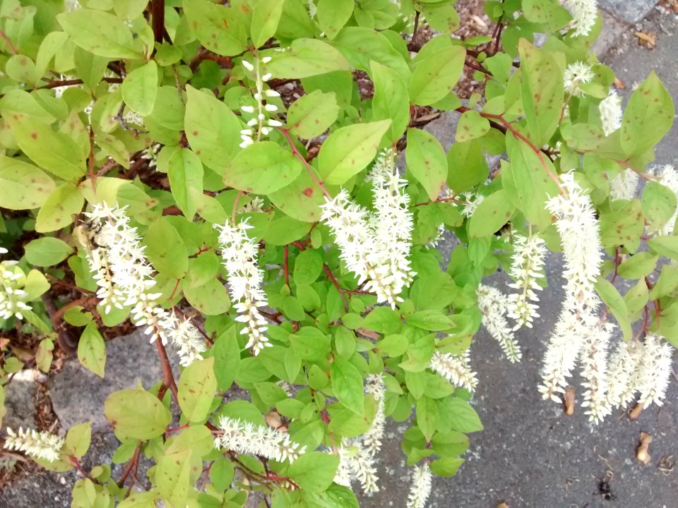 Itea VirginiaACH25