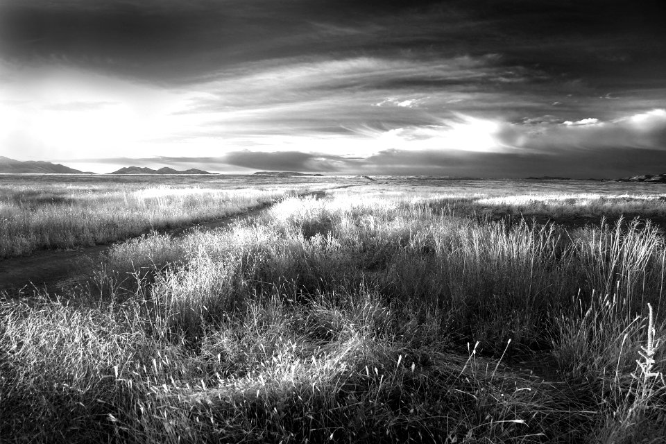 AZ - SAN RAFAEL VALLEY GRASSLANDS, SE of Patagonia, scc  (40a)