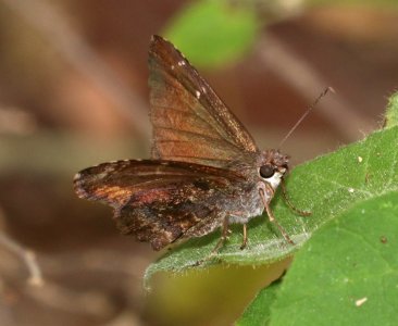 SKIPPER, MIMOSA (Cogia calchas) (10-27-2020) resaca de la palma, cameron co, tx -02