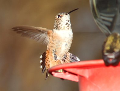 HUMMINGBIRD, RUFOUS-ALLEN'S (7-31-11)  imm fem, 78 circulo montana, patagonia lake ranch estates, scc, az -01