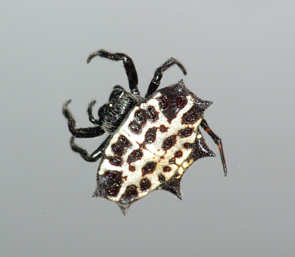 Orbweaver, Crablike Spiny  (gasteracantha cancriformis) (1-15-09) falcon lake st park, tx -04