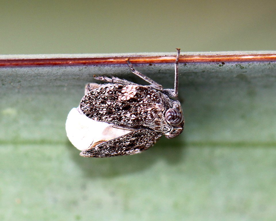 WEEVIL, sp?  (7-25-12) box cyn road, pima co, az -01