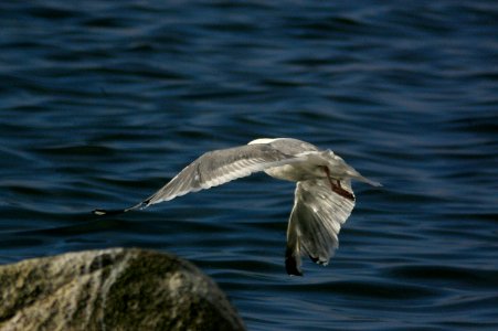 GULL, VEGA (9-5-08) Gambell, Ak -05