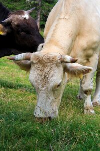 Animal cows pasture photo
