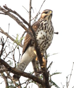 HAWK, GRAY (9-27-12) imm, ca gulch, pajarito mts, scc, az =-1