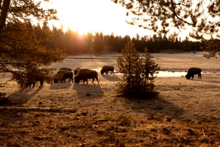 Bison graze near Norris Junction at sunrise photo