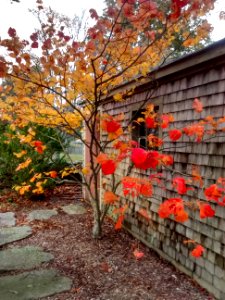 IMG 20151029 164148642 HDR