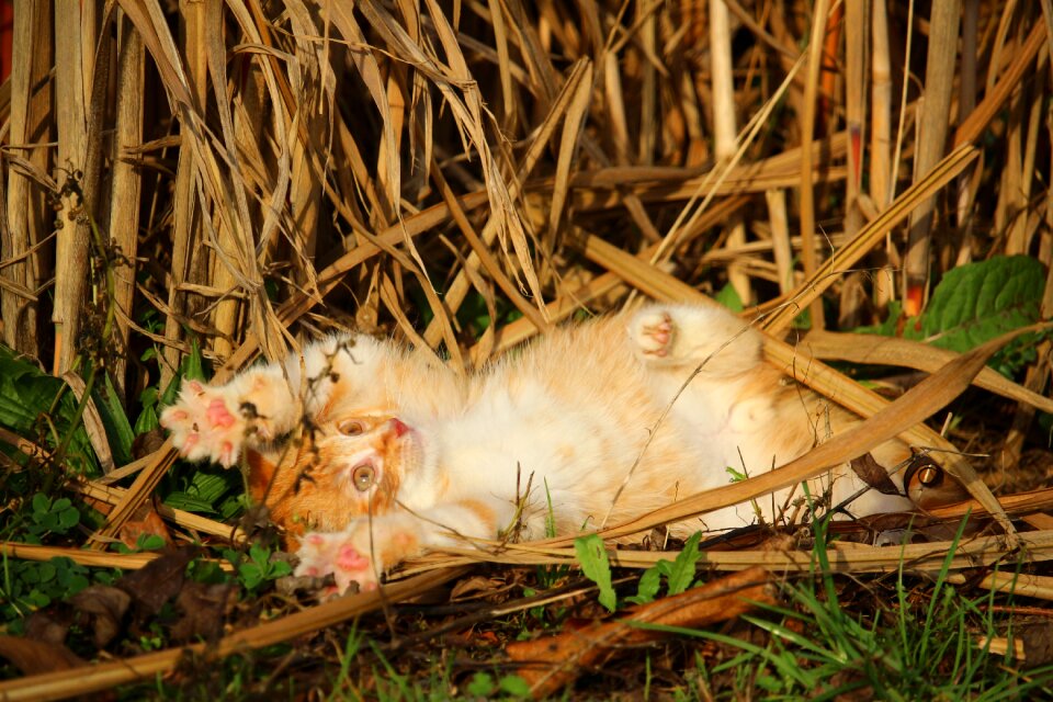 Playful red mackerel tabby grass