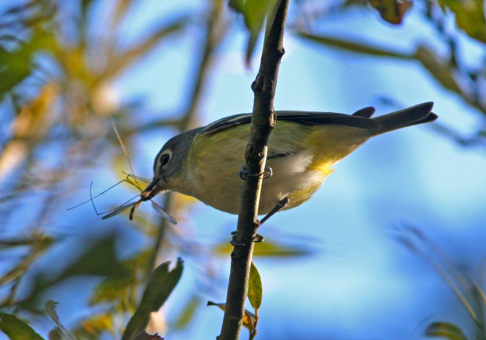 VIREO, BLUE-HEADED (12-3-08) pecho willows, los osos, slo co, ca -02