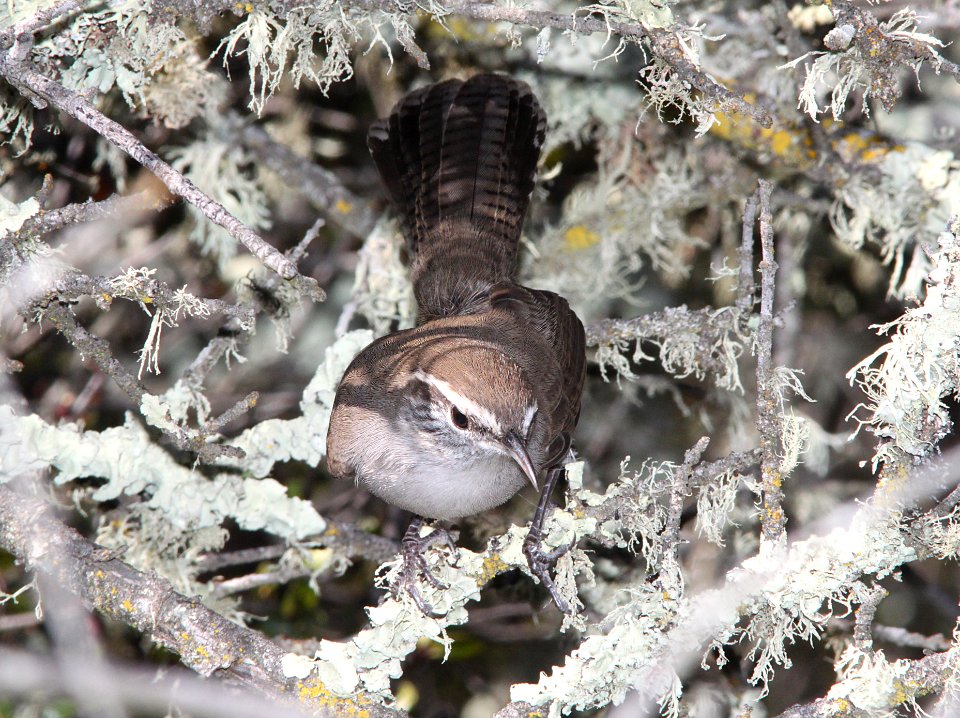 WREN, BEWICK'S (9-17-09) cerro alto rd -01