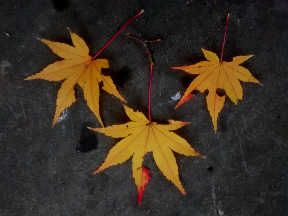 IMG 20151106 110636265
