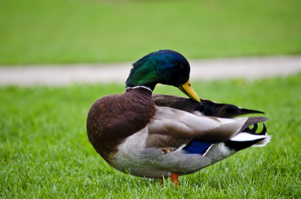 Fowl grass green photo