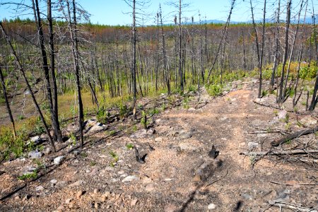 Patterns in the soil left by burned logs, Maple Fire