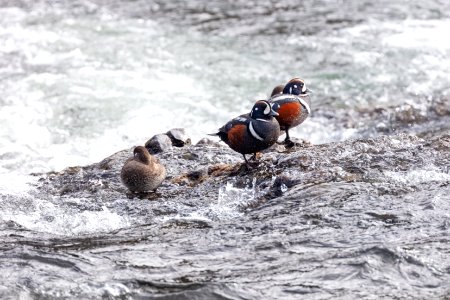 Harlequin ducks (Recurvirostra americana) at LeHardy Rapids