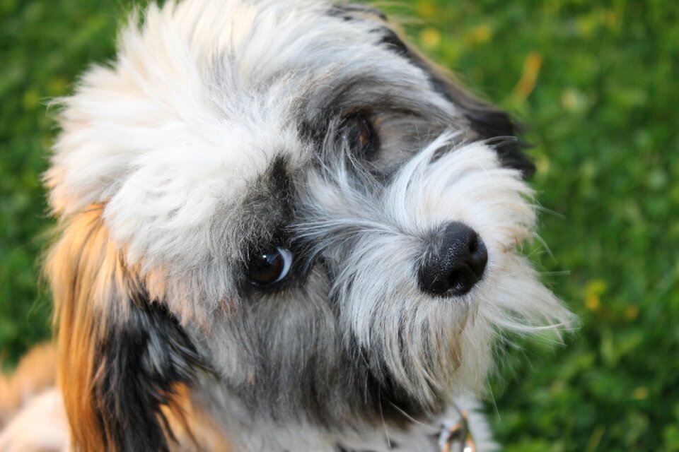 View animal pet