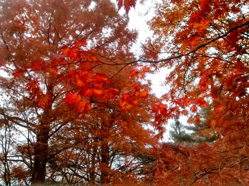 IMG 20151106 110331008 HDR