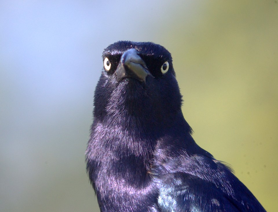 GRACKLE, GREAT-TAILED (1-7-09) san isabel, tx -02