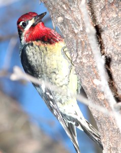 SAPSUCKER, RED-NAPED/RED-BREASTED (10 -7-10) pena blanca lake, scc, az -03b hybrid