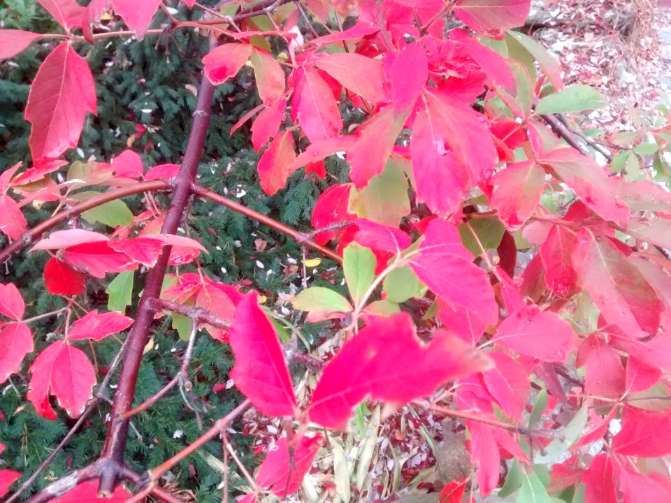 IMG 20151106 101945958