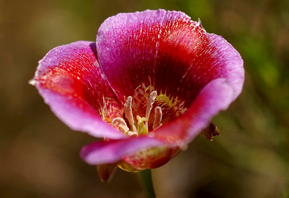 Flowers-30