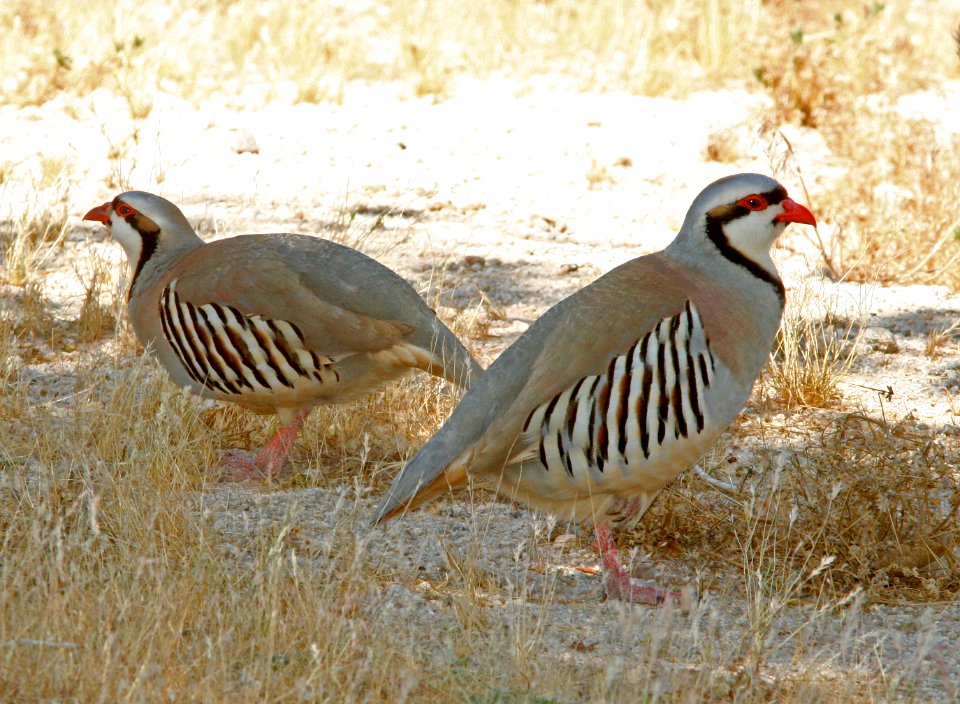 073 - CHUKAR (5-31-09) silver saddle resort, galileo hill, kern co, ca (1)