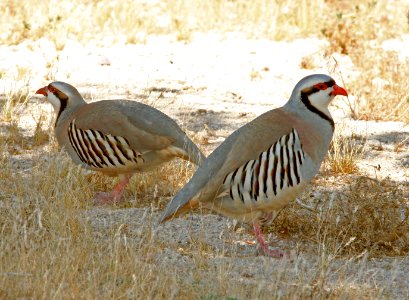073 - CHUKAR (5-31-09) silver saddle resort, galileo hill, kern co, ca (1)