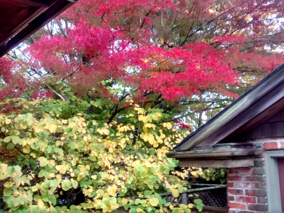 IMG 20151029 165722427 HDR