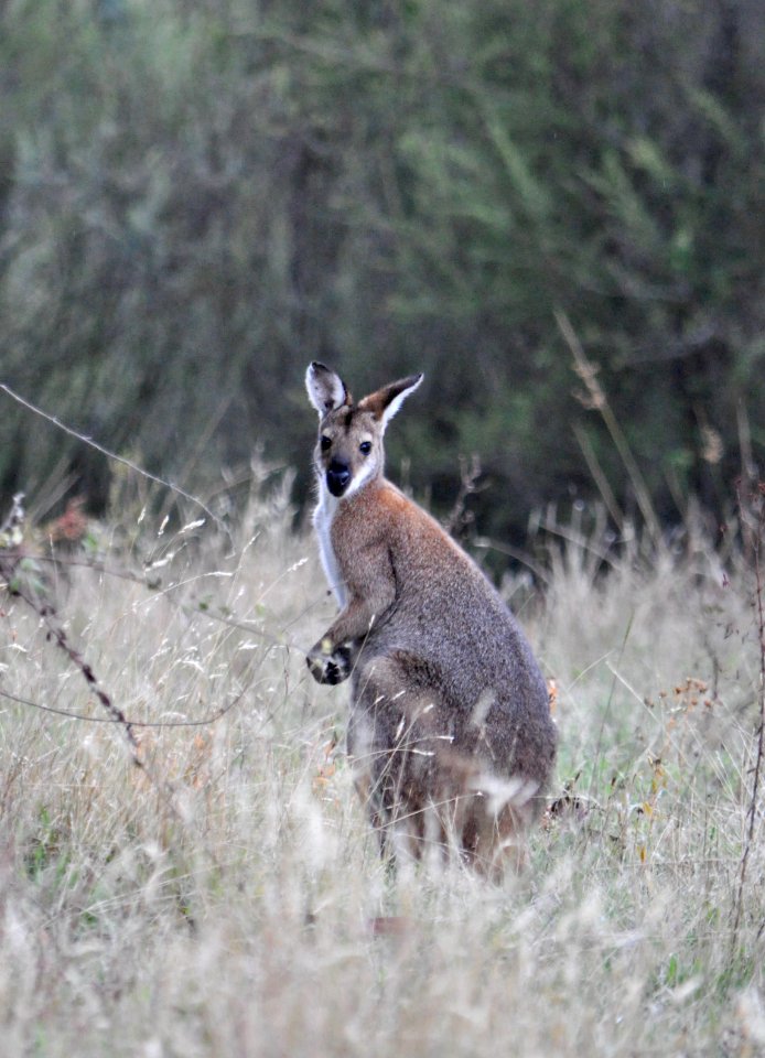 Red-necked wallaby