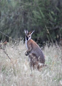 Red-necked wallaby