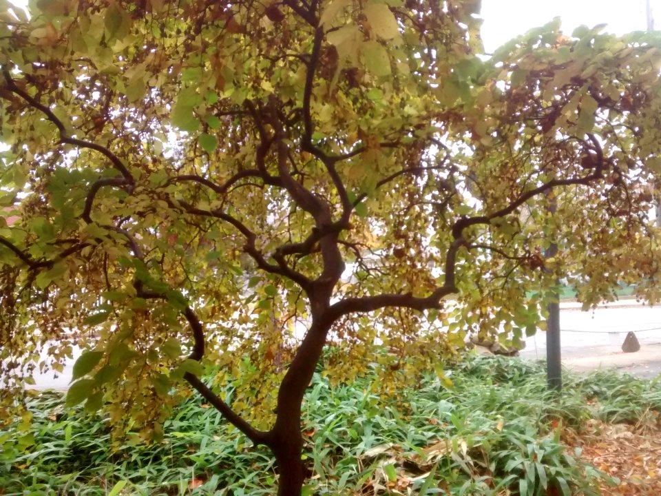 IMG 20151106 101846606