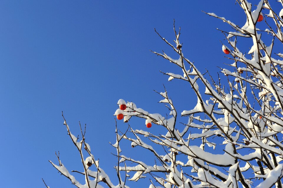 Snow currants persimmon