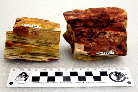 YELL 92933 Petrified wood photo