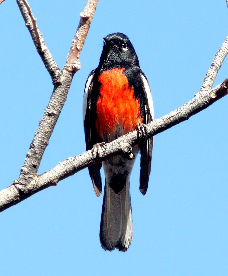 REDSTART, PAINTED (3-22-12) pena blanca lake, scc, az -02