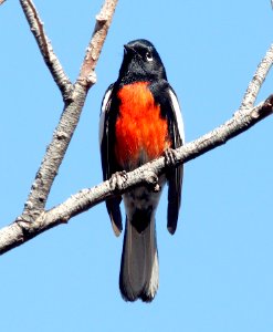 REDSTART, PAINTED (3-22-12) pena blanca lake, scc, az -02